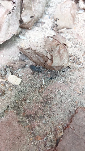 Reduvius personatus - szemetes zugpoloska