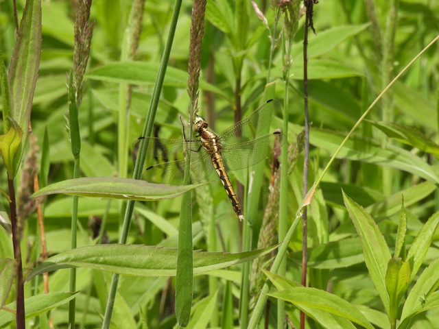 Orthetrum albistylum - fehérfarkú pásztorszitakötő