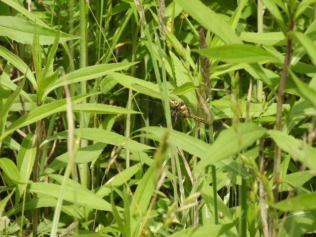Orthetrum cancellatum - feketefarkú pásztorszitakötő