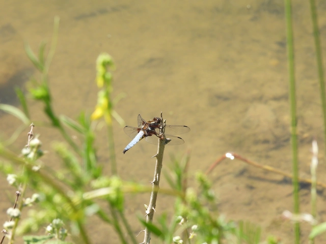 Libellula depressa - széles laposacsa