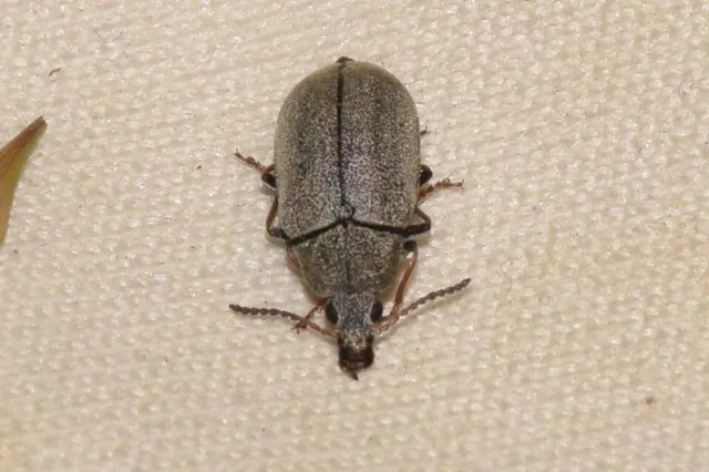 Mycterus tibialis - szőrös álzsizsik
