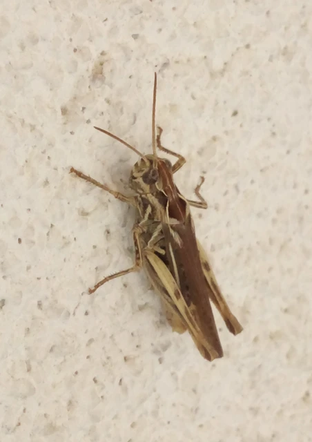 Oedaleus decorus - szalagos sáska