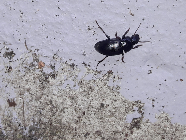 Harpalus