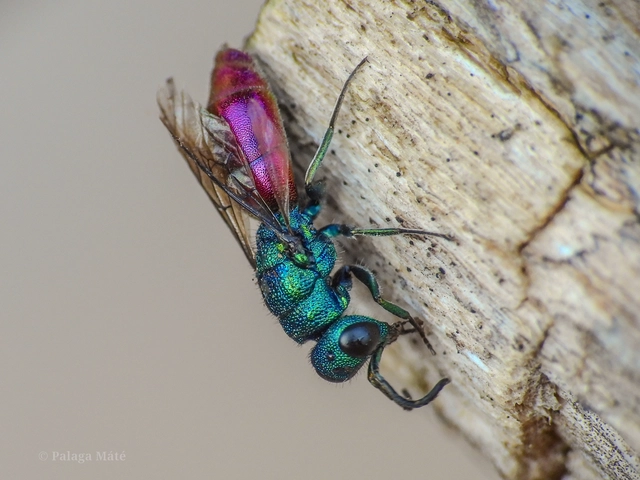 Chrysura