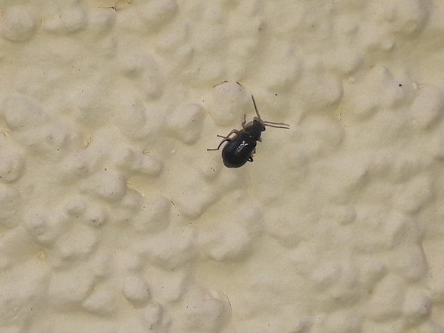 Ebaeus flavicornis - sárgacsápú bibircsesbogár