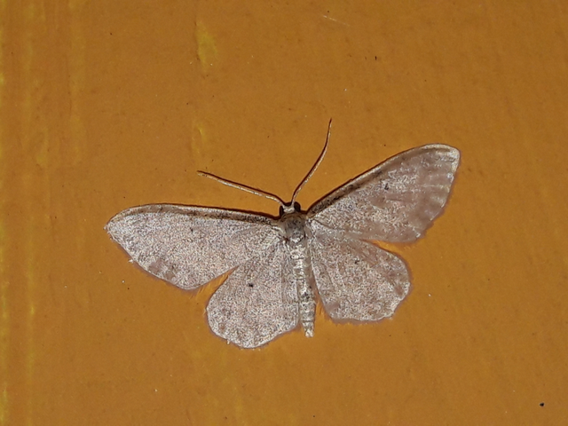 Idaea fuscovenosa - szürkeszélű apróaraszoló