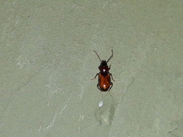 Trechus quadristriatus - közönséges fürgefutonc