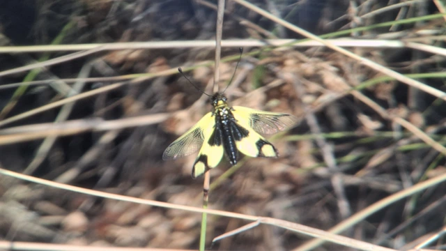 Libelloides macaronius - keleti rablópille