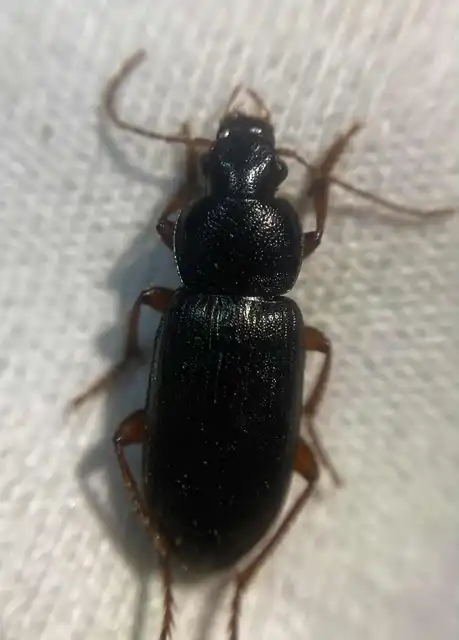 Ophonus diffinis - mocsári bársonyfutó