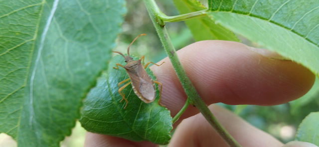 Gonocerus acuteangulatus - aranypetés karimáspoloska
