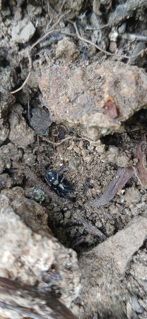 Callilepis