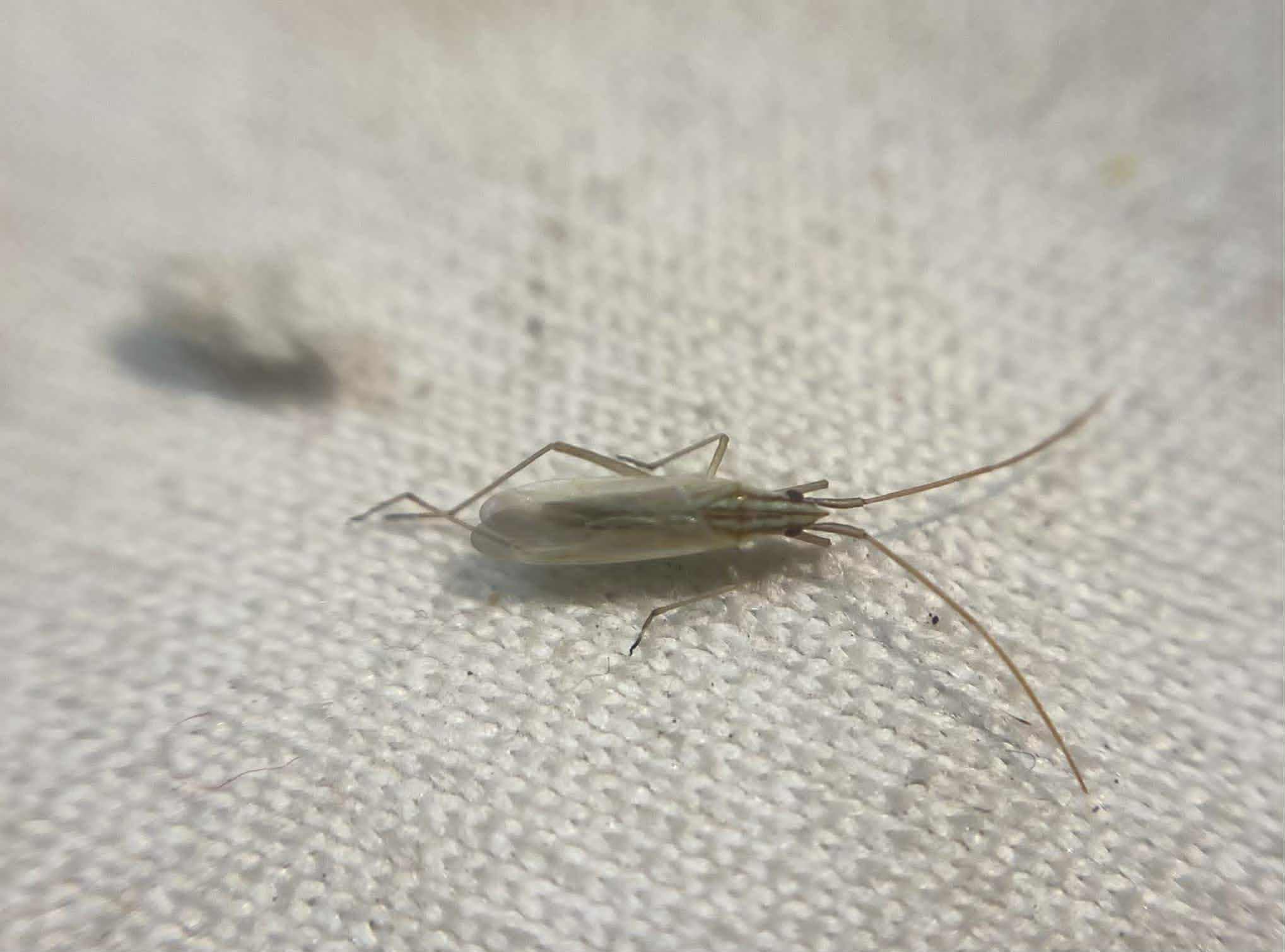 Trigonotylus pulchellus