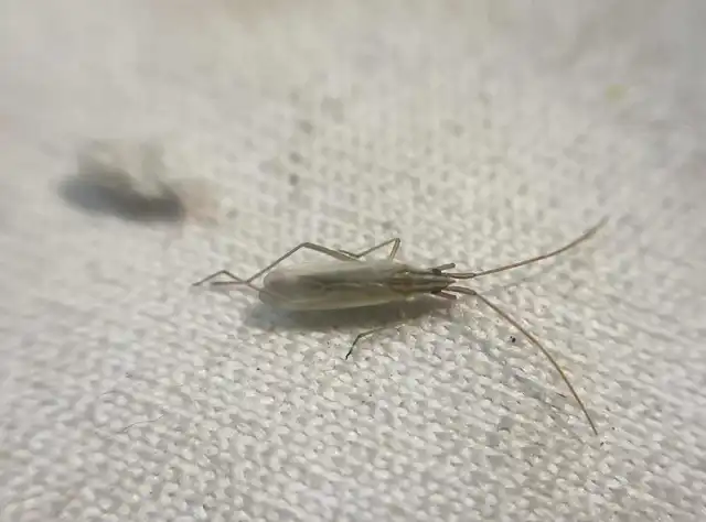 Trigonotylus pulchellus Trigonotylus pulchellus