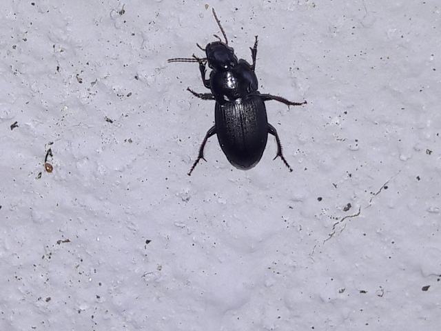 Harpalus tardus - ligeti lomhafutó