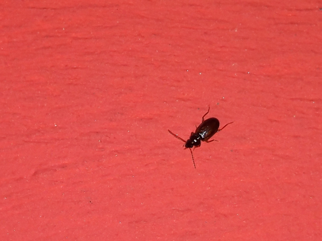 Trechus quadristriatus - közönséges fürgefutonc