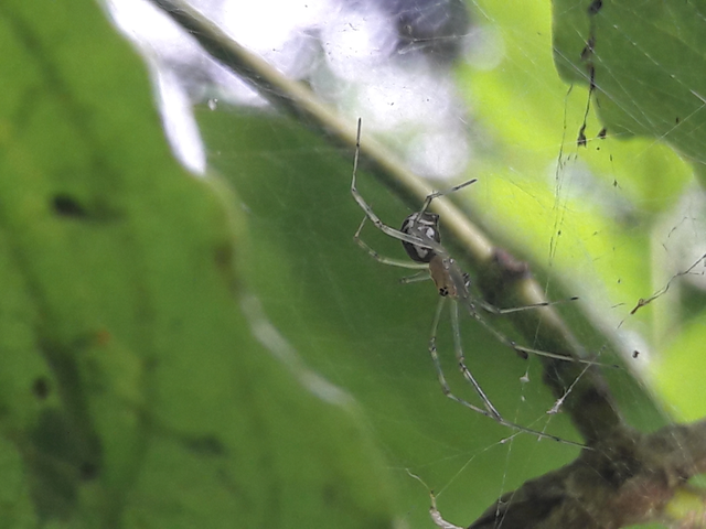 Linyphiidae - vitorláspókok
