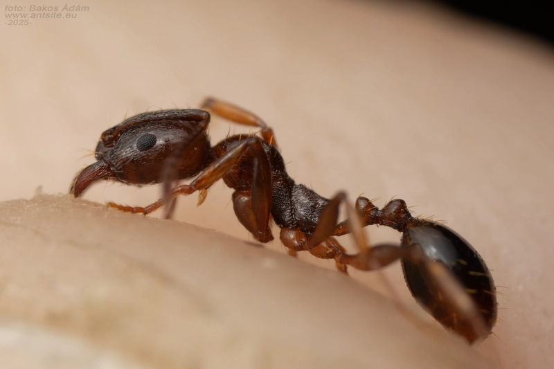 Aphaenogaster subterranea - vörös karcsúhangya