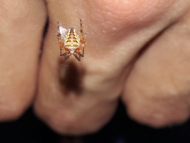 Araneus diadematus - koronás keresztespók