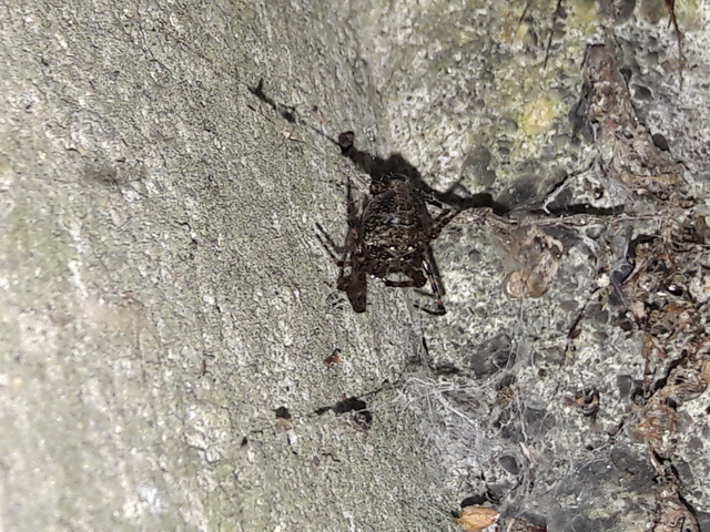 Parasteatoda tepidariorum - üvegházi törpepók