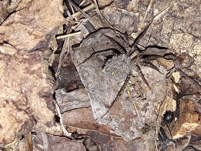 Lycosidae - farkaspókok