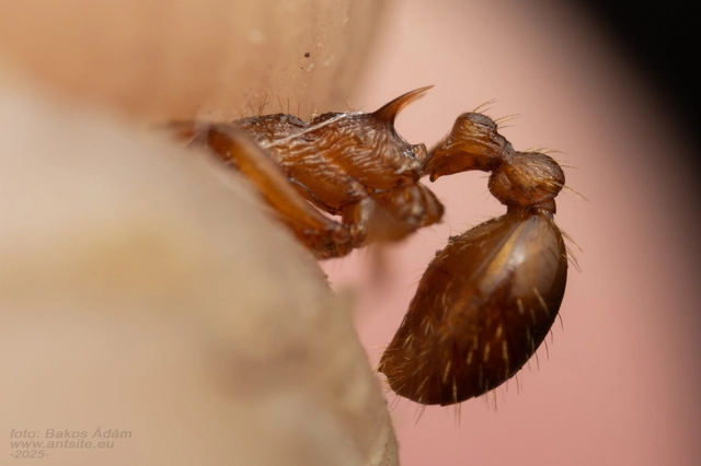 Myrmica ruginodis - erdei bütyköshangya