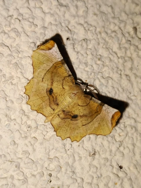 Selenia lunularia - egyfoltos holdasaraszoló