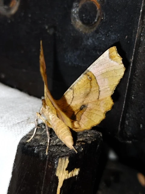 Selenia lunularia - egyfoltos holdasaraszoló