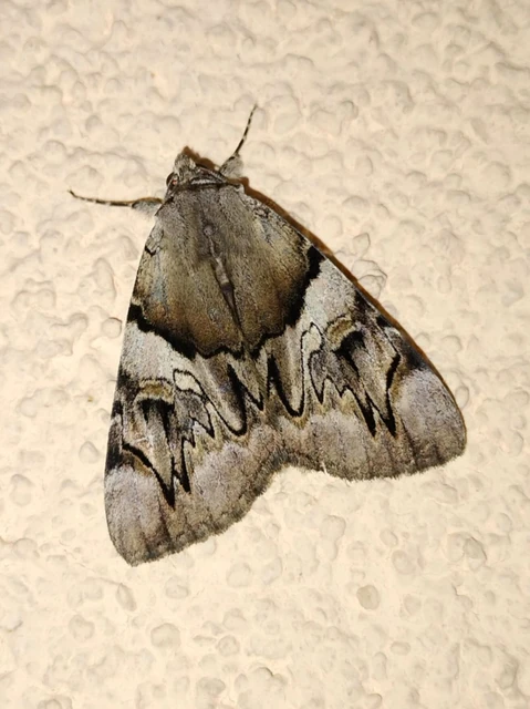Catocala fulminea - galagonya-övesbagoly