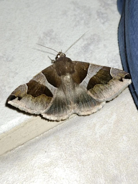 Dysgonia algira - déli porcelánbagoly