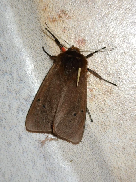 Phragmatobia fuliginosa - füstös medvelepke