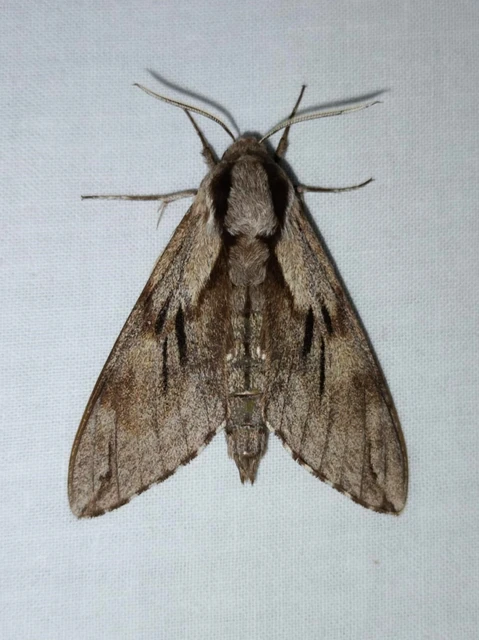 Hyloicus pinastri - fenyőszender