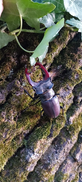 Lucanus cervus - nagy szarvasbogár