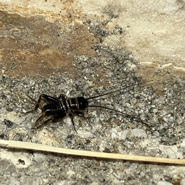 Melanogryllus desertus - fekete tücsök