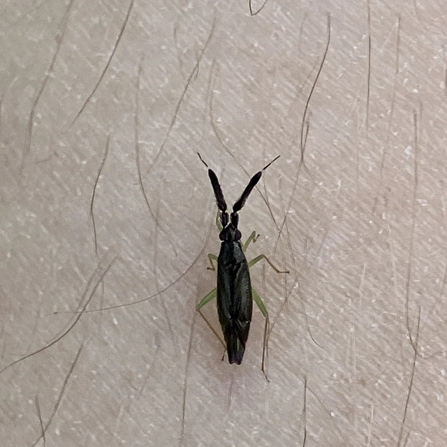 Heterotoma merioptera/planicornis