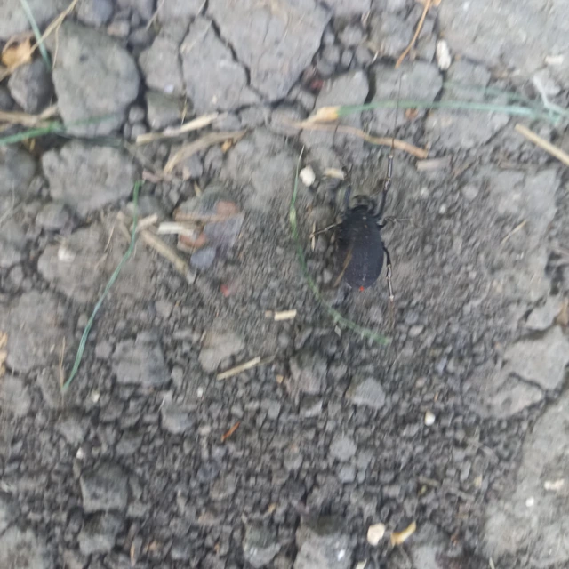 Opiliones - Kaszáspókok