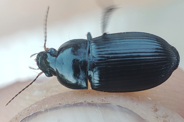 Harpalus serripes - fekete lomhafutó