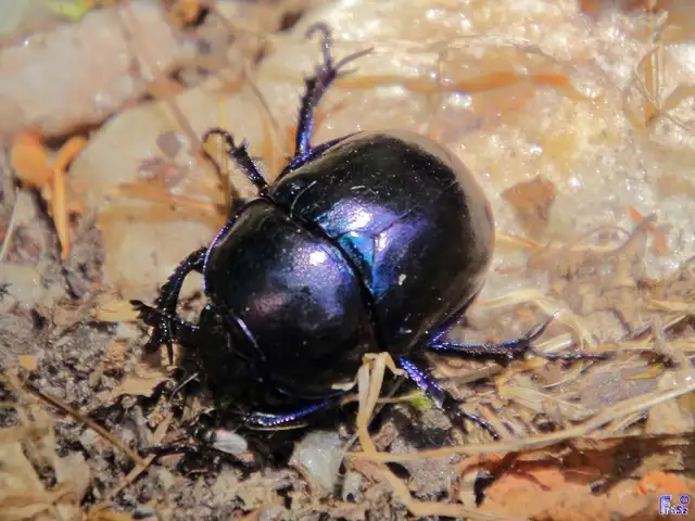 Trypocopris vernalis - tavaszi álganéjtúró