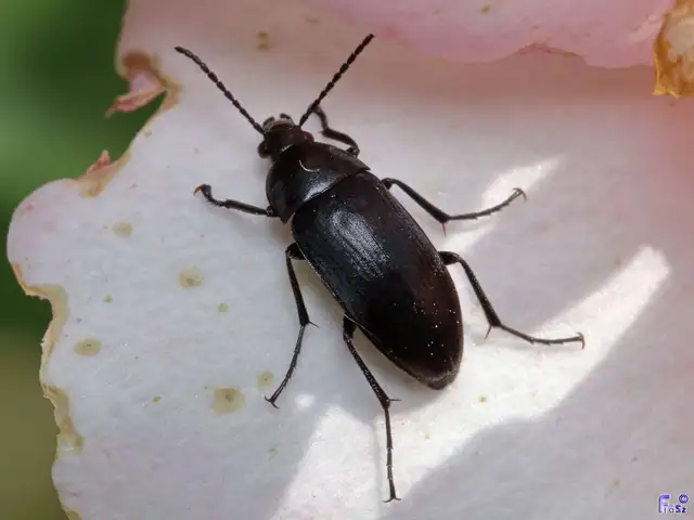 Podonta nigrita - szerecsenbogár