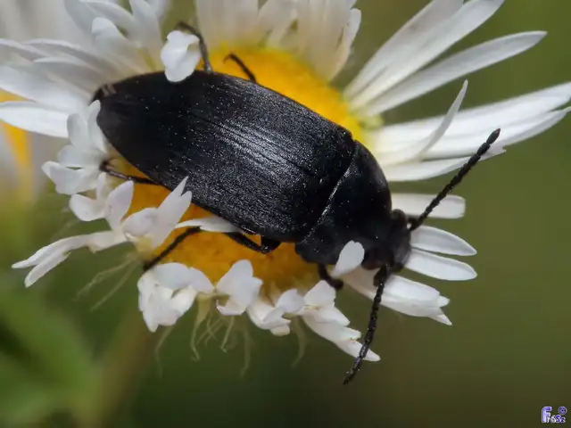Podonta nigrita - szerecsenbogár
