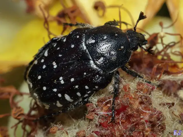Oxythyrea funesta - sokpettyes virágbogár