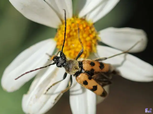Pachytodes erraticus - rajzos virágcincér