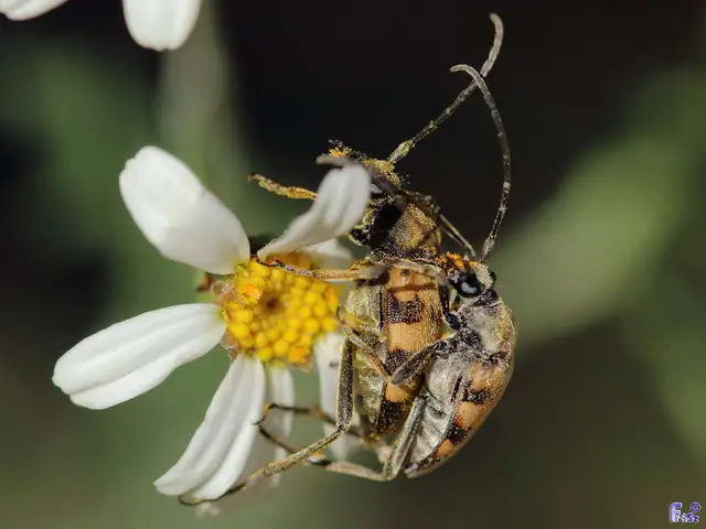Pachytodes erraticus - rajzos virágcincér