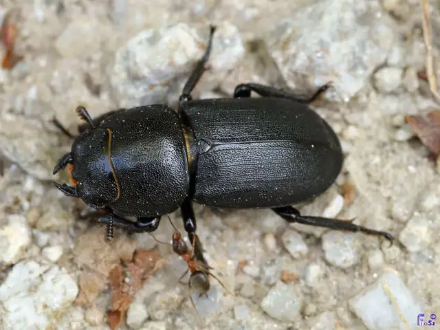 Dorcus parallelipipedus - kis szarvasbogár