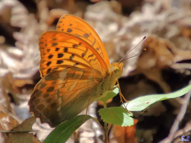 Argynnis paphia - nagy gyöngyházlepke