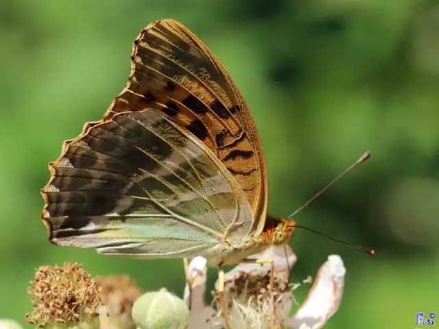 Argynnis paphia - nagy gyöngyházlepke