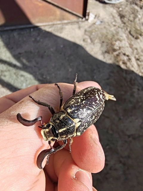 Polyphylla fullo - csapó cserebogár