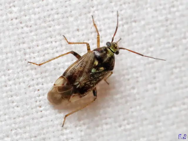 Lygus rugulipennis - molyhos mezeipoloska