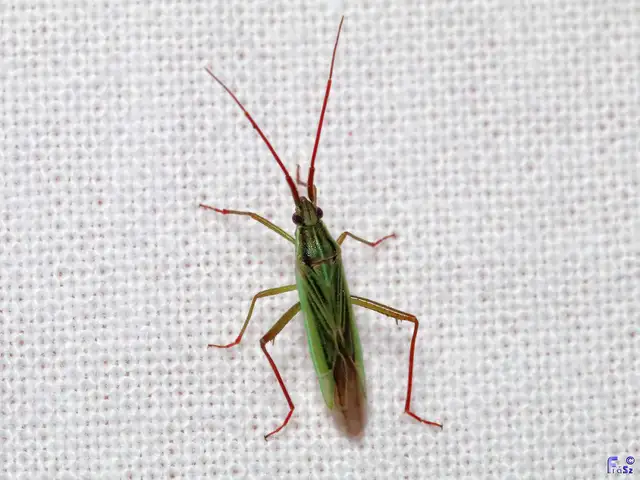 Stenodema calcarata - sarkantyús mezeipoloska