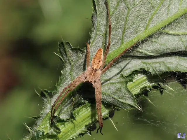 Pisaura mirabilis - csodáspók