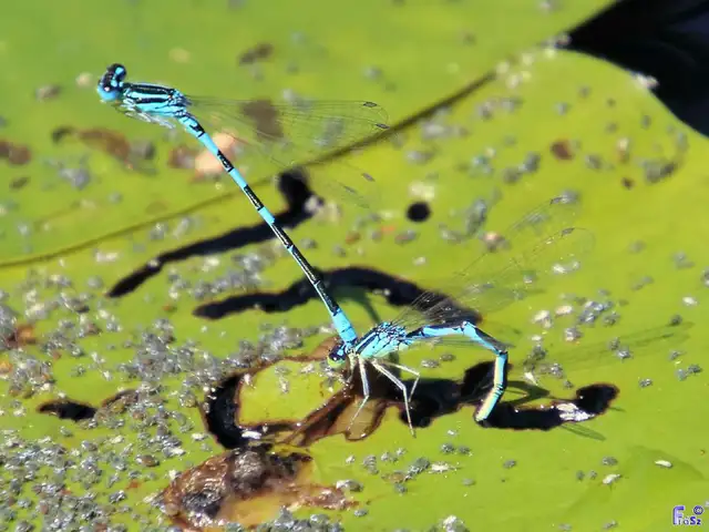 Coenagrion scitulum - mediterrán légivadász